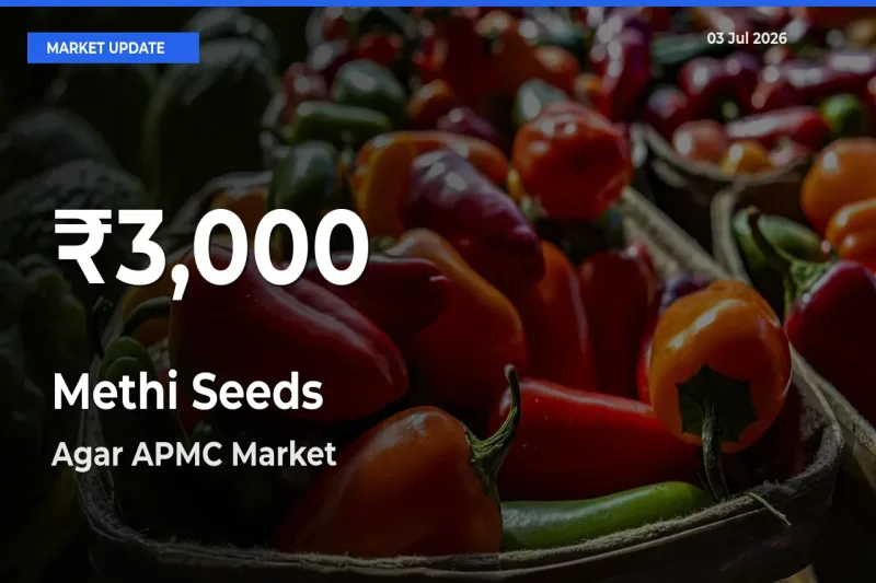 Big Drop! Methi Seeds Slides to 30-Day Low at Agar APMC