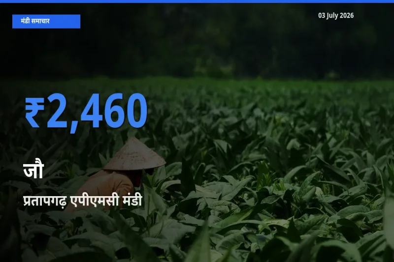 प्रतापगढ़ एपीएमसी में जौ का आज सबसे ऊँचा भाव