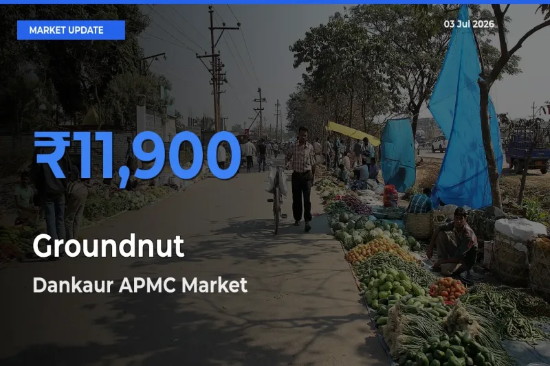 Groundnut Mandi Rate Today: Dankaur APMC Tops the List
