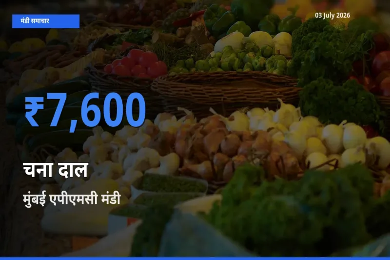 टॉप मंडी बना मुंबई एपीएमसी! चना दाल के सबसे ऊँचे दाम यहीं दर्ज