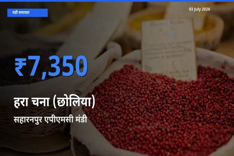 सहारनपुर एपीएमसी मंडी में आज हरा चना (छोलिया) के सबसे ऊँचे दाम दर्ज