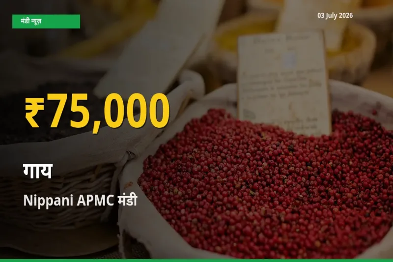 Nippani APMC में गाय ₹75,000 पर पहुँचा – अब तक का उच्चतम भाव
