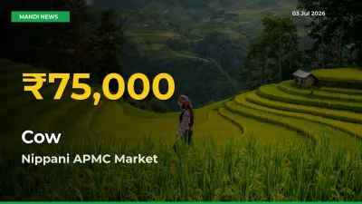 Cow Prices Soar to Record High in Nippani APMC – Farmers Alert Today
