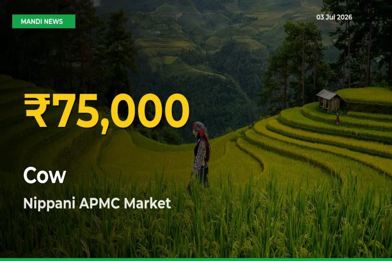 Cow Prices Soar to Record High in Nippani APMC – Farmers Alert Today