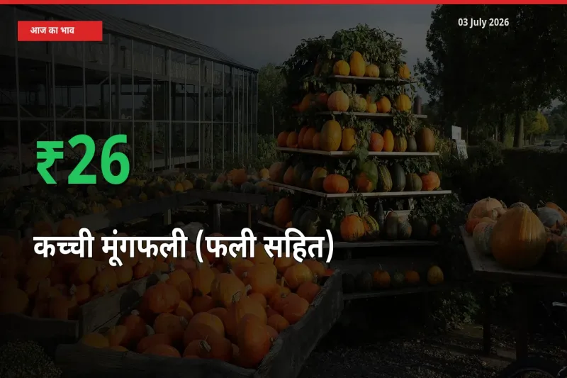 बाज़ार संकेत: कच्ची मूंगफली (फली सहित) के भाव मंडी में 26.47% ऊपर