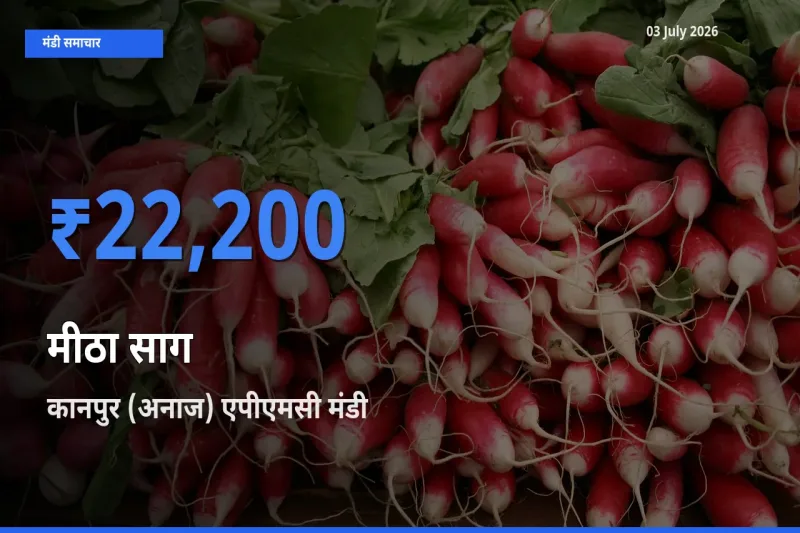 कानपुर (अनाज) एपीएमसी मंडी में मीठा साग ₹22,200 पर पहुँचा – आज का सर्वोच्च भाव