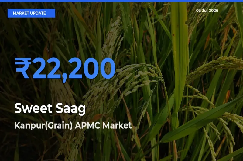 Kanpur(Grain) APMC Tops Sweet Saag Rates – July 03 Market Update