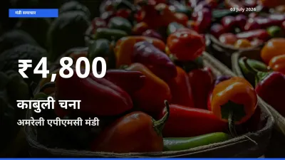 किसानों के लिए चिंता का विषय? काबुली चना के दाम अमरेली एपीएमसी में 30 दिन के न्यूनतम स्तर पर