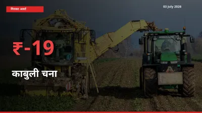 स्थानीय मंडी में काबुली चना के दाम अचानक 19% गिरे, किसानों की चिंता बढ़ी