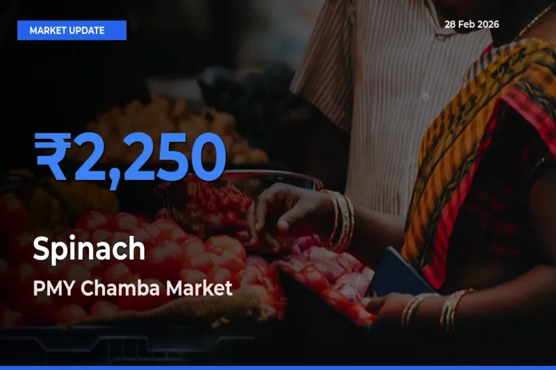PMY Chamba Leads as Top Mandi for Spinach Prices