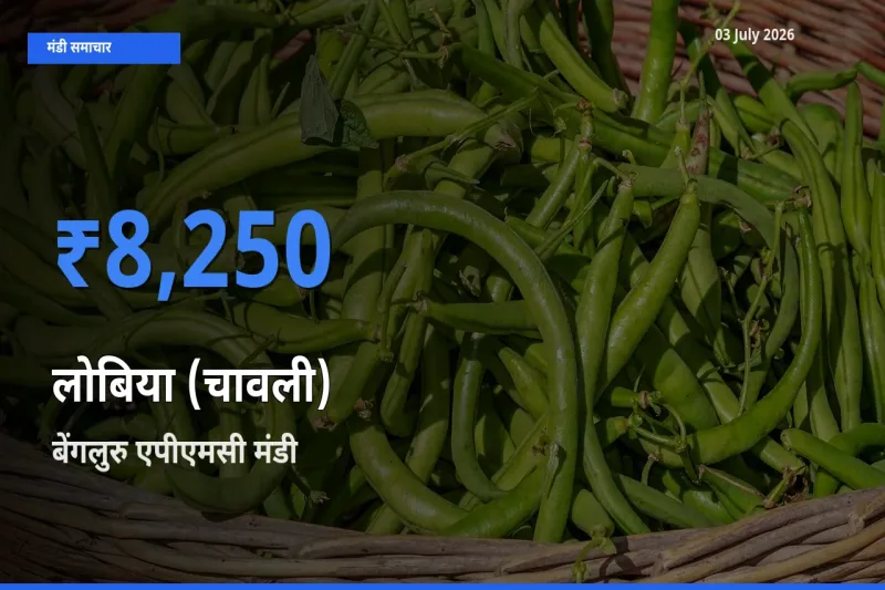 आज लोबिया (चावली) के सबसे ऊँचे दाम ₹8,250 बेंगलुरु एपीएमसी मंडी में