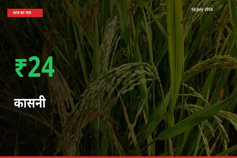 बाज़ार संकेत: कासनी के भाव मंडी में 24.32% ऊपर