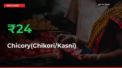 Big Rally! Chicory(Chikori/Kasni) Climbs 24.32% in 24 Hours at Top Mandis