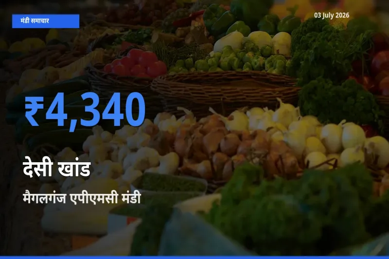 आज का मंडी भाव: देसी खांड के सबसे ज़्यादा दाम मैगलगंज एपीएमसी में