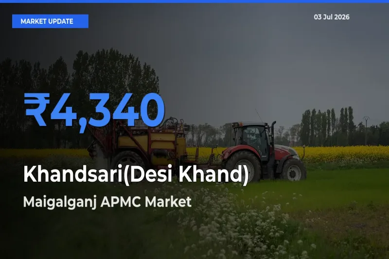 Farmers Prefer Maigalganj APMC as Khandsari(Desi Khand) Hits Highest Rate