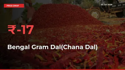 Farmers Alert as Bengal Gram Dal(Chana Dal) Prices Slide 16.88% in Local Mandis