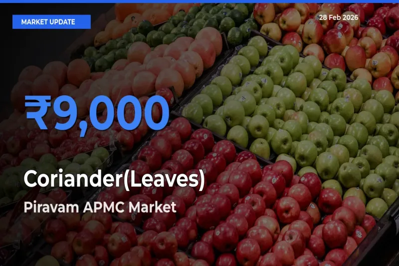 Piravam APMC Emerges as Top Mandi for Coriander(Leaves) Prices Today