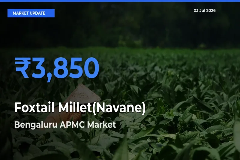 Top Performer! Bengaluru APMC Offers Best Foxtail Millet(Navane) Price Today