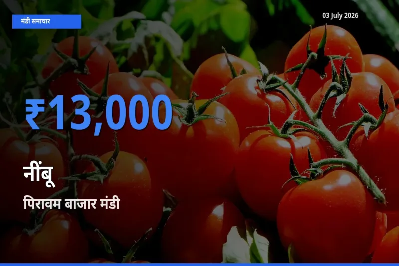 किसानों की पसंद बना पिरावम बाजार, नींबू के सबसे अच्छे दाम