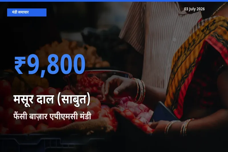 फैंसी बाज़ार एपीएमसी में मसूर दाल (साबुत) का आज सबसे ऊँचा भाव