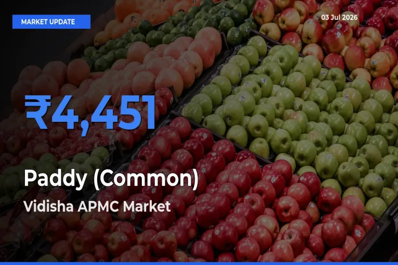 Vidisha APMC Emerges as Top Mandi for Paddy (Common) Prices Today