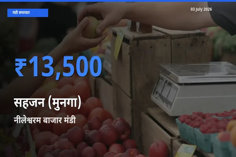 नीलेश्वरम बाजार मंडी में आज सहजन (मुनगा) के सबसे ऊँचे दाम दर्ज