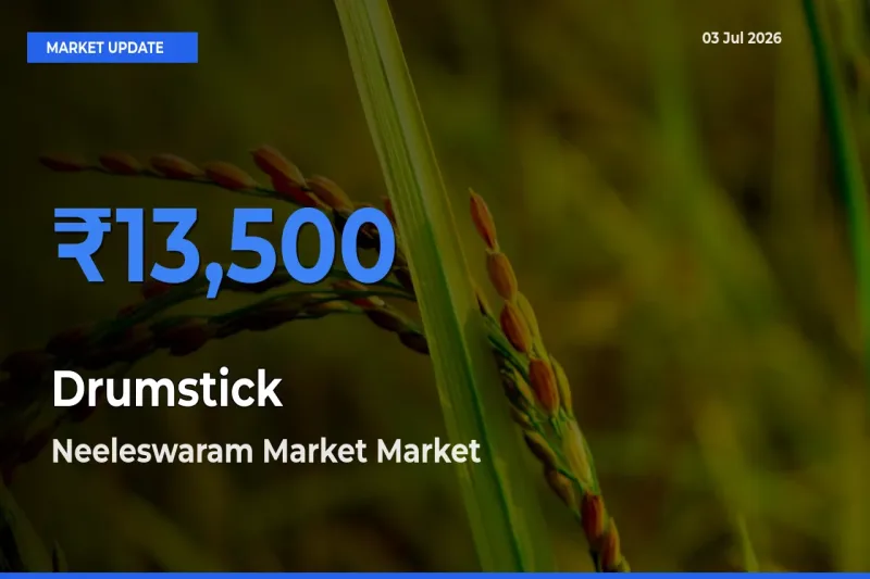 Market Watch: Neeleswaram Market Becomes Top Mandi for Drumstick
