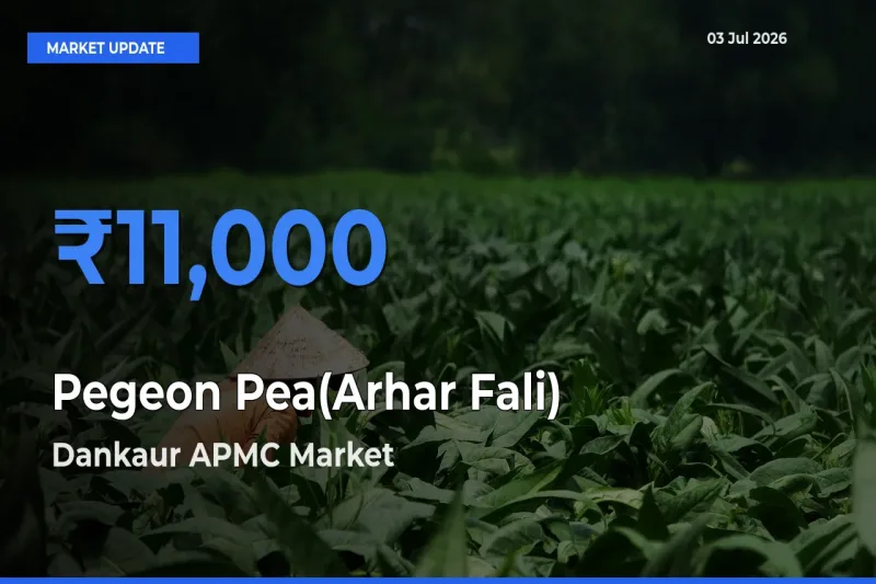 Pegeon Pea(Arhar Fali) Mandi Rate Today: Dankaur APMC Tops the List