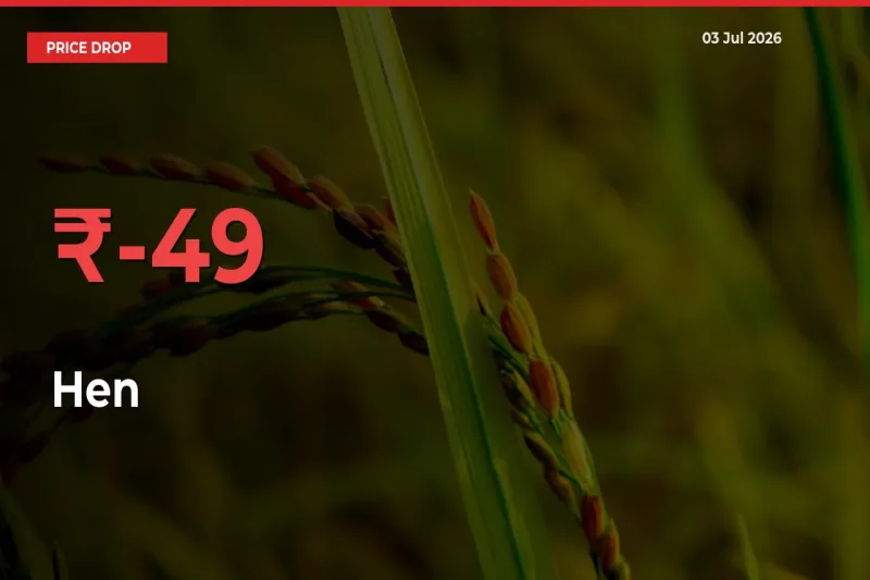 48.67% Drop in Hen Prices – Mandi Sees Sudden Fall