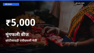 किसानों के लिए चिंता का विषय? मूंगफली बीज के दाम छोटीसादड़ी एपीएमसी में 30 दिन के न्यूनतम स्तर पर