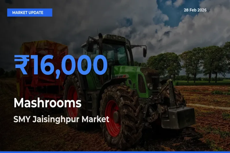 SMY Jaisinghpur Emerges as Top Mandi for Mashrooms Prices Today