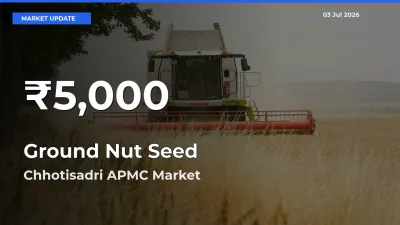 Big Drop! Ground Nut Seed Slides to 30-Day Low at Chhotisadri APMC