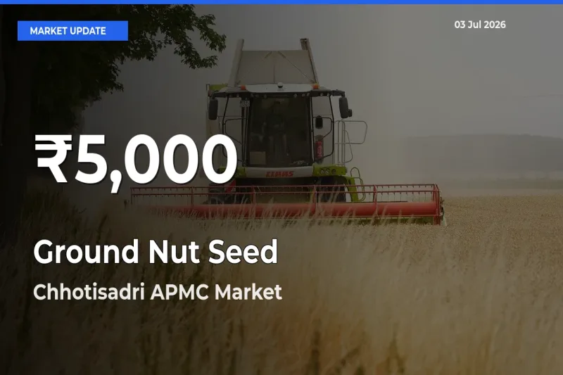 Big Drop! Ground Nut Seed Slides to 30-Day Low at Chhotisadri APMC