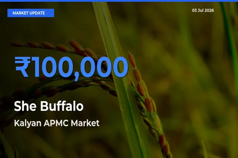 Kalyan APMC Tops She Buffalo Mandi Rates Today