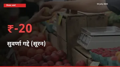 किसानों की चिंता बढ़ी! स्थानीय मंडी में सुवर्णा गद्दे (सूरन) 19.66% गिरा