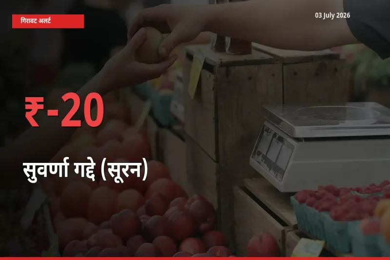 किसानों की चिंता बढ़ी! स्थानीय मंडी में सुवर्णा गद्दे (सूरन) 19.66% गिरा