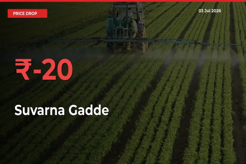 Suvarna Gadde Prices Drop 19.66% – July 03 Market Update from Mandis