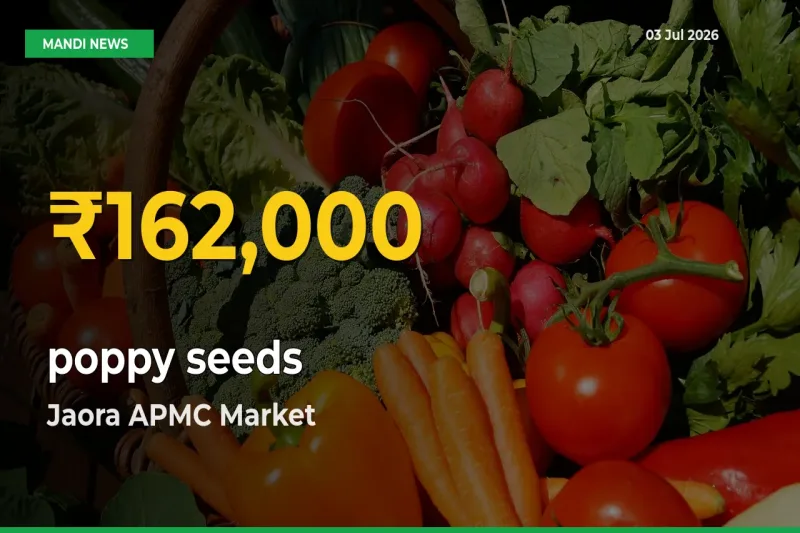 Why poppy seeds Prices Are Climbing in Jaora APMC – Today’s New High Explained