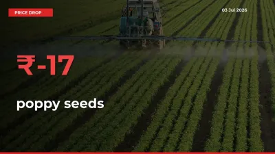 This Mandi Records 17.16% Fall in poppy seeds Prices