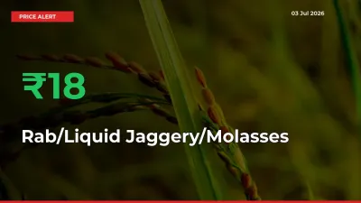 Why Rab/Liquid Jaggery/Molasses Prices Rose 17.76% in a Day at Mandis