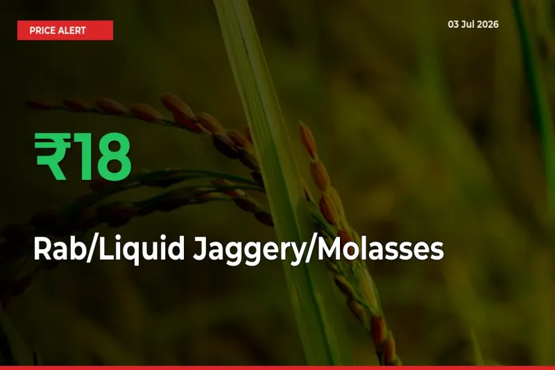 Why Rab/Liquid Jaggery/Molasses Prices Rose 17.76% in a Day at Mandis