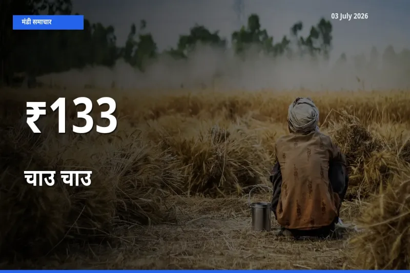 03 July अपडेट: चाउ चाउ के दाम कई मंडियों में एक जैसा रुझान