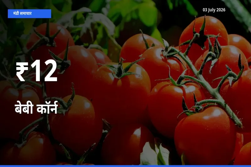 बेबी कॉर्न के दाम 12+ मंडियों में बदले, बाज़ार का रुझान स्पष्ट