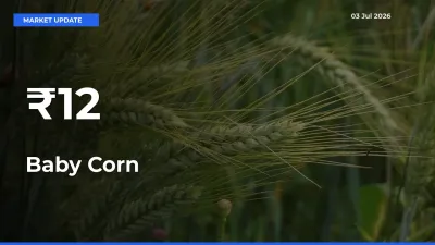 Baby Corn Mandi Trend Today: Prices Shift Across Multiple Markets