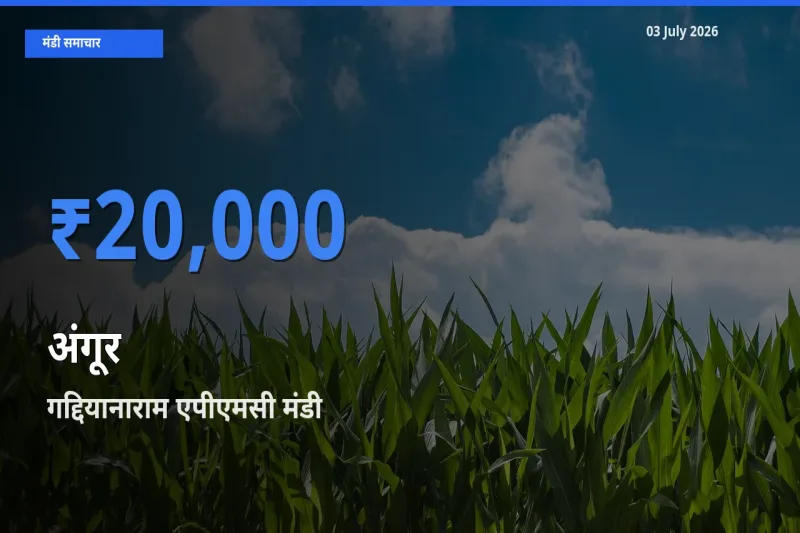 गद्दियानाराम एपीएमसी में अंगूर का आज सबसे ऊँचा भाव