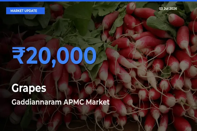 Farmers Prefer Gaddiannaram APMC as Grapes Hits Highest Rate