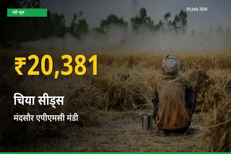 30 दिनों में सबसे ऊँचे स्तर पर चिया सीड्स के दाम, मंदसौर एपीएमसी में उछाल