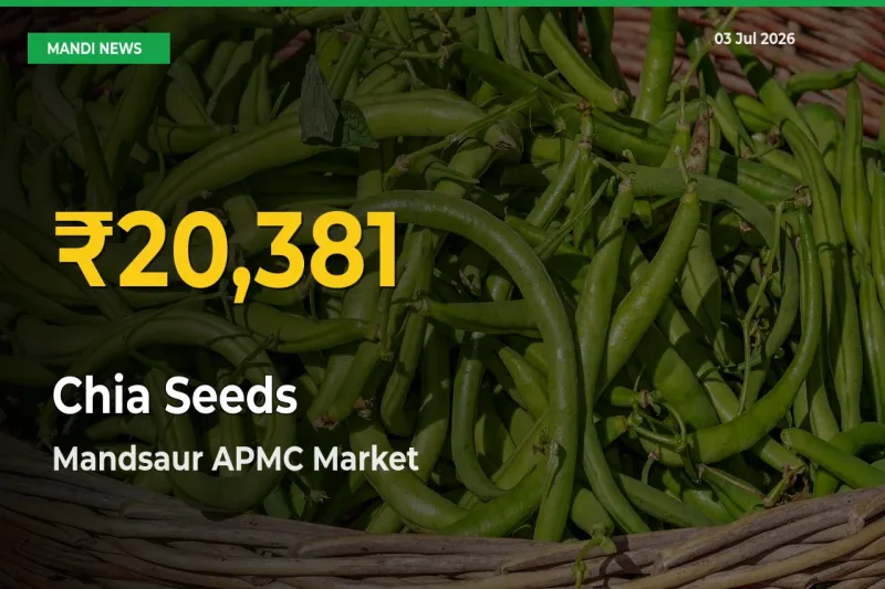 Fresh Record! Chia Seeds Price Climbs to New High in Mandsaur APMC