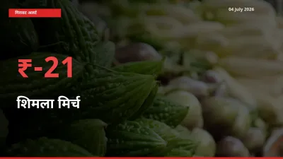 तेज़ गिरावट! मंडी में शिमला मिर्च के दाम 20.59% लुढ़के