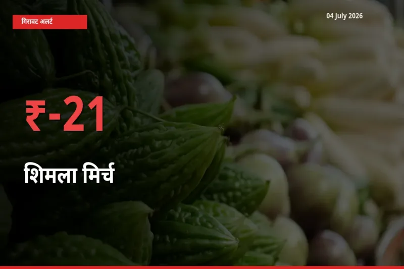 तेज़ गिरावट! मंडी में शिमला मिर्च के दाम 20.59% लुढ़के